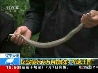 蛇岛探秘:两万条蝮蛇的"栖息王国"