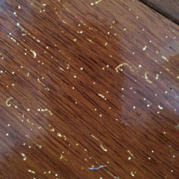 我家木地板有几块地板生了好多虫子,该怎么办