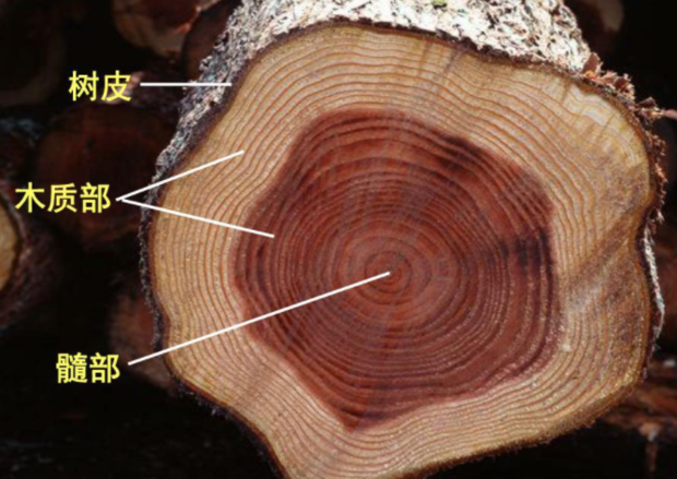 木质部和韧皮部的主要功能是什么?