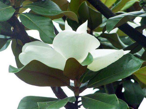 广玉兰