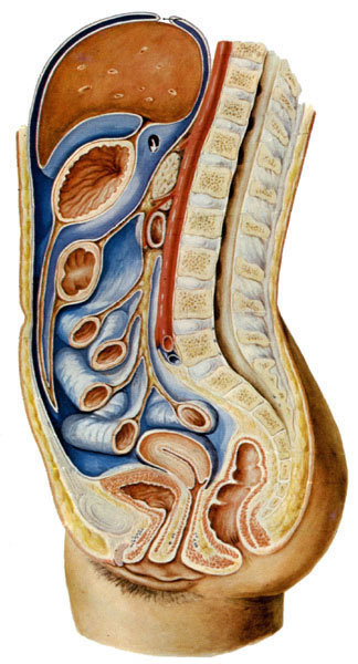 女性腹腔解剖图