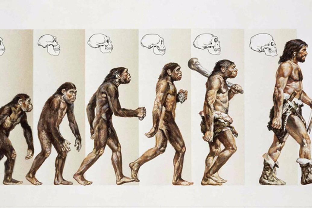 视频:人类从猿猴进化而来的,为什么现在还有猴子呢?看完涨知识了!