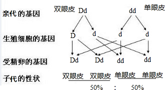 遗传图解如图: 从遗传图解看出,如果一对夫妇,一个是双眼皮(基因组成