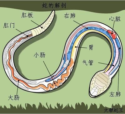 蛇的七寸,是蛇的心脏所在,一受到致命伤,也会必死无疑.