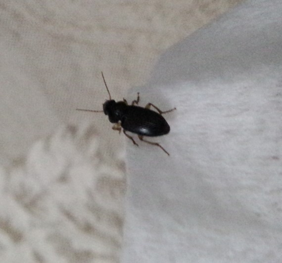 晚上房间里出现这种黑色小虫子,这是什么虫?