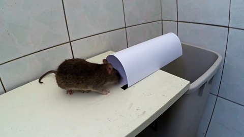 一张纸做的简易捕鼠器 再狡猾的老鼠也逃不掉