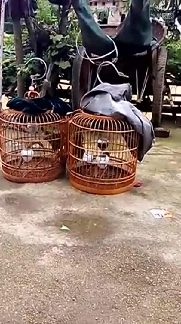 画眉鸟打斗 打架
