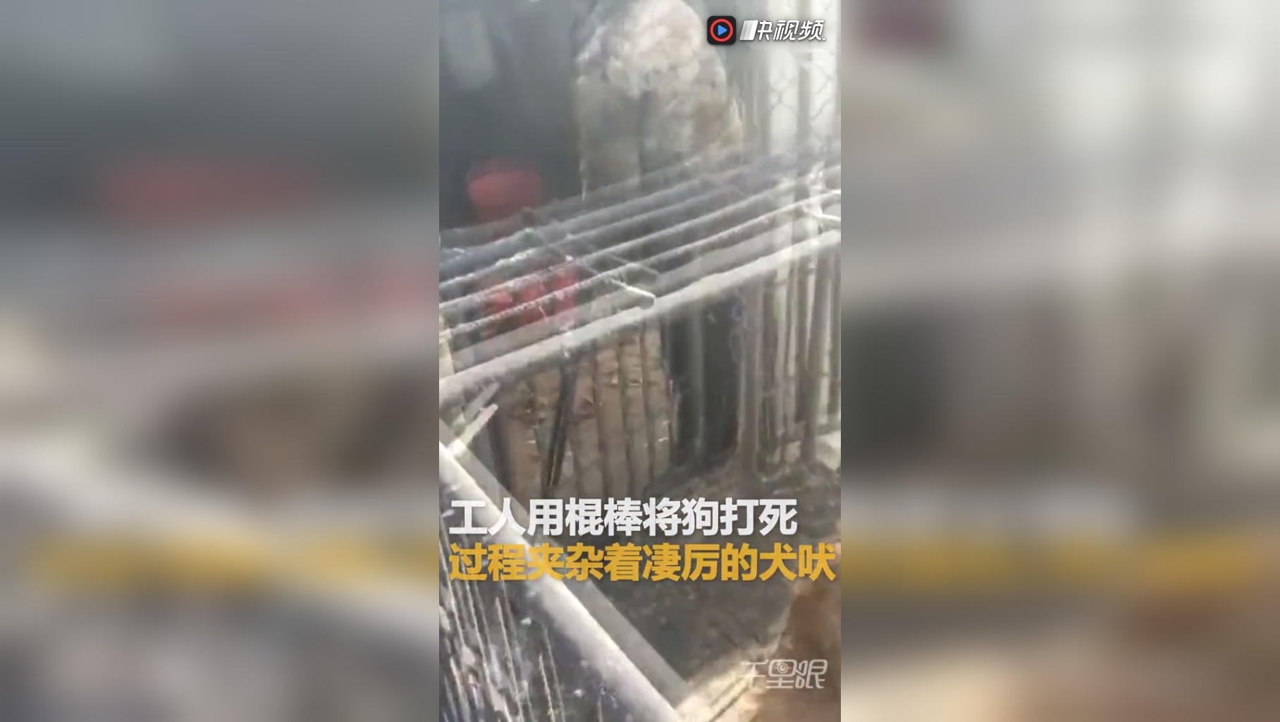 【吉林】长春一屠宰场内工人杀狗 恐怖场面仿佛地狱
