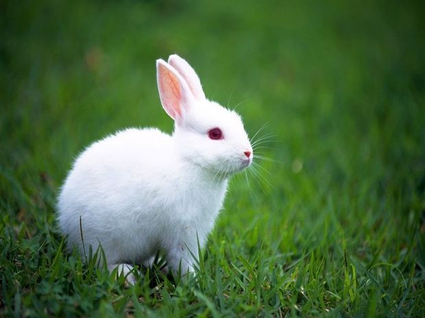 小兔子的外形特点和习性