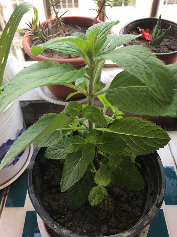 叶子毛茸茸,径上也有毛,闻上去有点臭,是什么植物