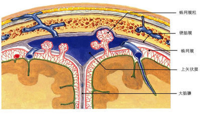 上矢状窦是什么形状