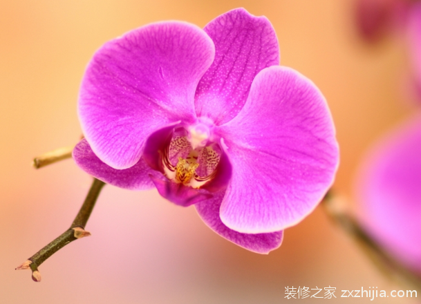 蝴蝶兰花的养殖方法