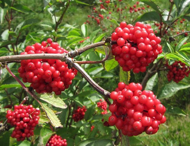 追答:接骨木(学名:sambucus williamsii hance),又叫公道老,扦扦活