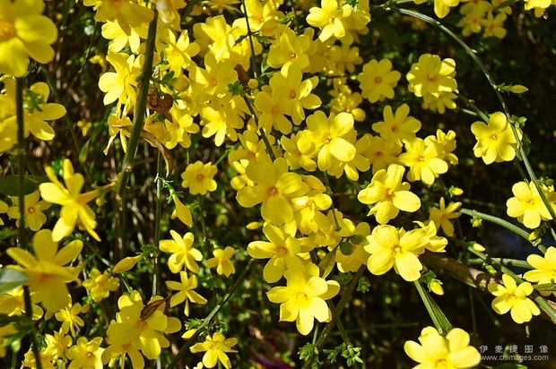 迎春花的花蕊是什么颜色