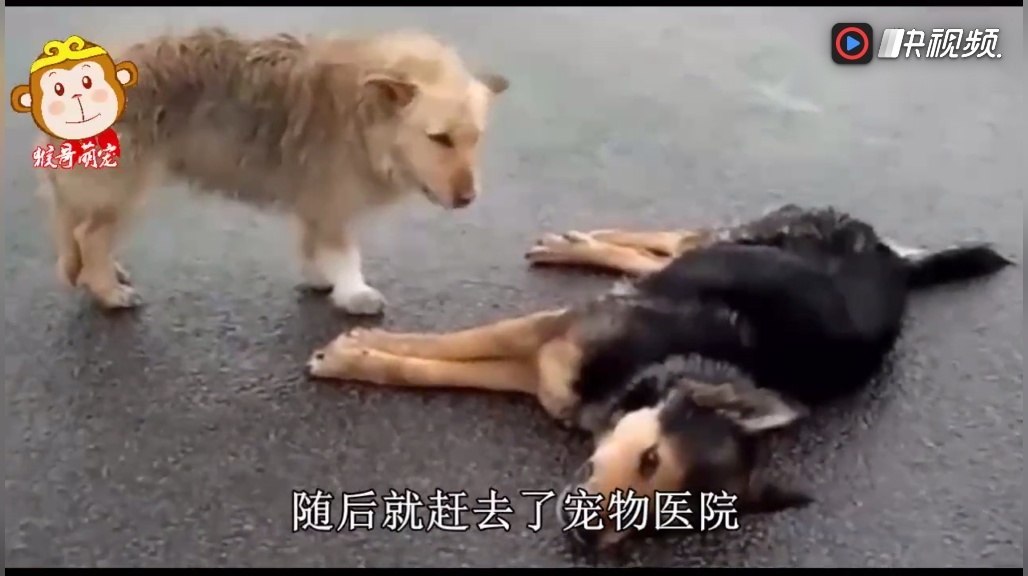 狗狗被遗弃在冰天雪地里,寒风中挖洞避寒,冷得瑟瑟发抖!