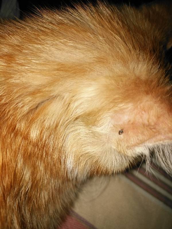 猫耳朵后面有蜱虫,图一是没涂风油精之前图二是涂了风油精变成黑色的