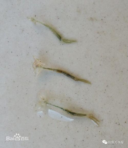 寄生在鱼鳃里的黑色线装虫子,1—2厘米长,是什么虫子