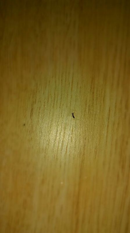 今年夏天以来,我的床上老是出现这种小黑虫子