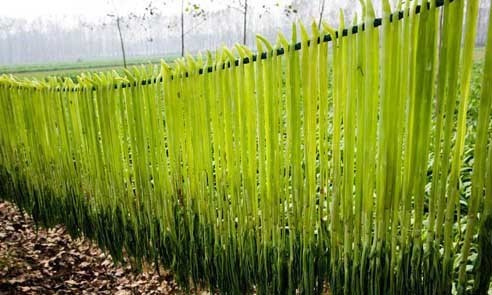 "贡菜"实际上就是"莴苣",属:菊科,莴苣属的一年生草本植物.