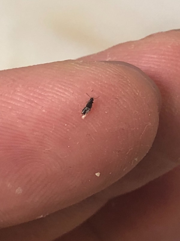 夏天家里有黑色会飞很小的虫子像蚂蚁感觉不是蚂蚁,请问这叫什么怎么