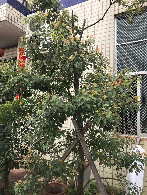 有谁认识这是什么香樟树,会开花的,以前没看过,樟树是不是分很多