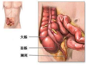 阑尾在人体右下腹位置,在股骨沟上侧.