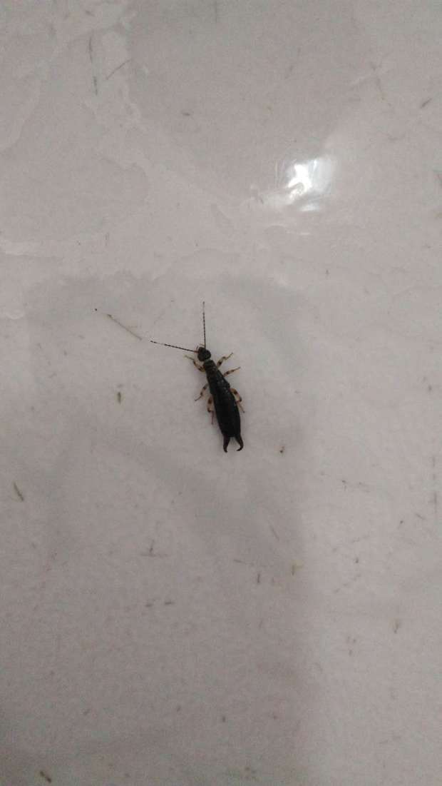请问这是什么虫子