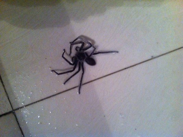 家里出现两次大黑蜘蛛了,是什么原因?有没有毒?怎样才能制止?求帮助.