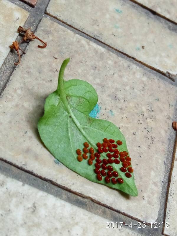 辣椒叶上出现了红色的虫卵 求告知是什么虫