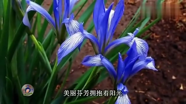 马兰花云飞演唱