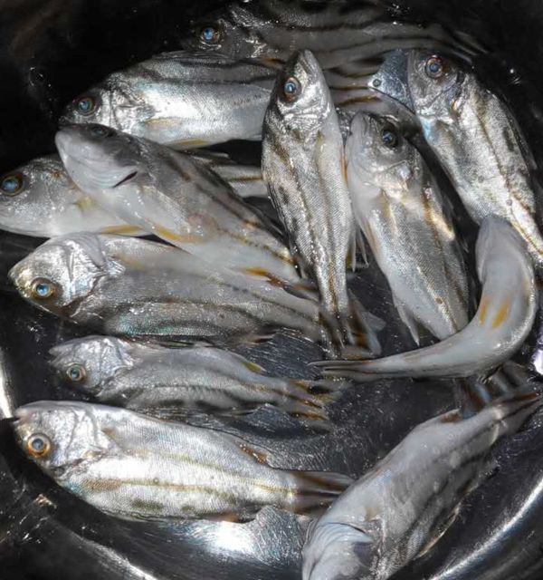 可作为食用鱼及观赏鱼.