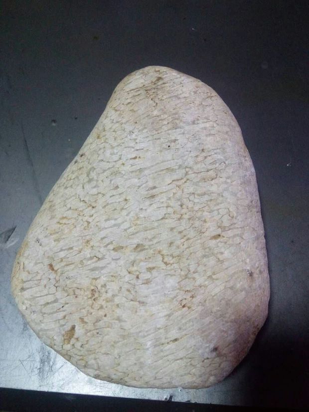 这种白珊瑚化石值钱吗?