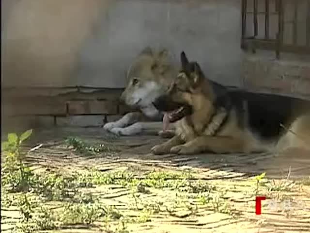 动物园选择牧羊犬和狼交配的原因