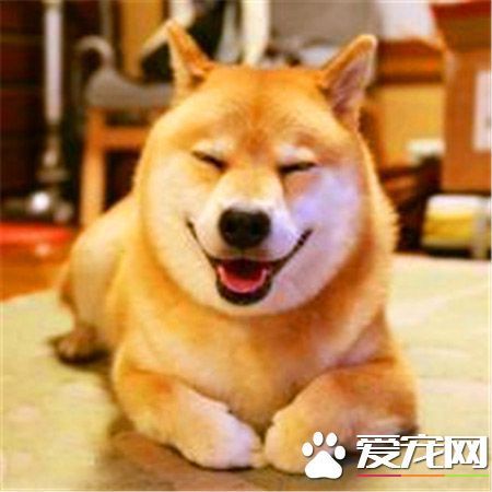 柴犬和秋田哪个好 秋田犬和柴犬哪个更听话