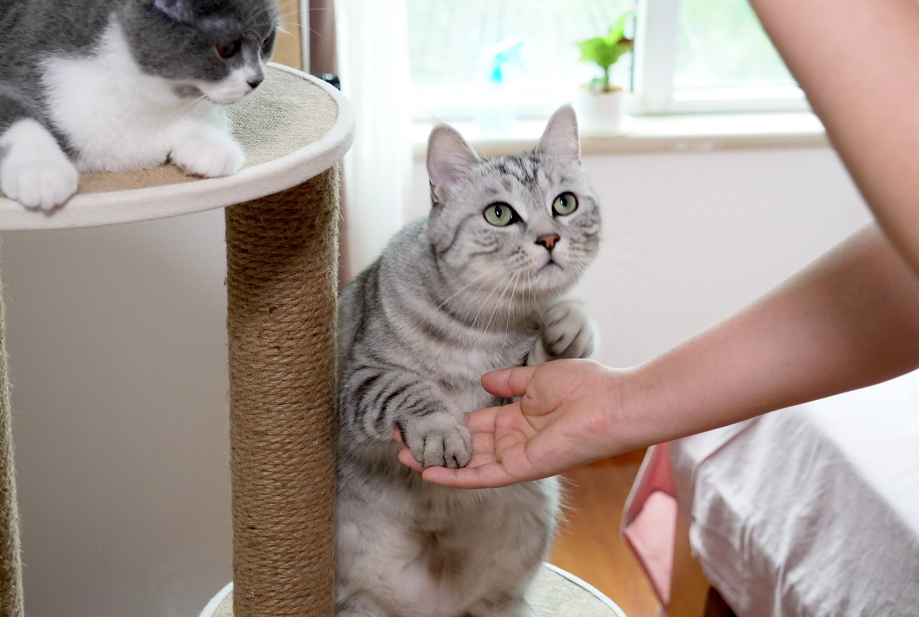 大猫现场教小猫握手,小猫3分钟学会,喵:讨生活不容易!
