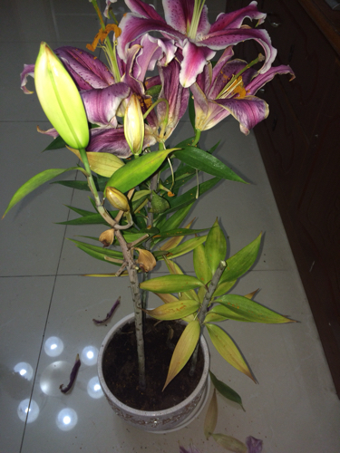 我的百合花叶子由上至下枯萎掉落 现基本掉光了 现在已开过花 花枝已