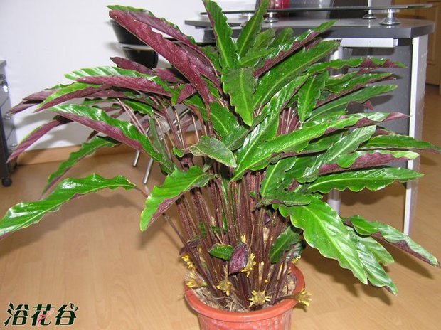 紫背竹芋