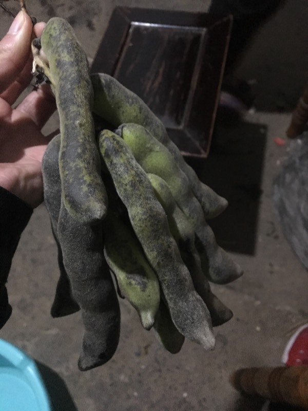 外形像蚕豆,一串一串的,长在类似扁豆的藤上,里面的