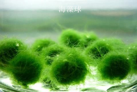 绿球藻是一种淡水藻类