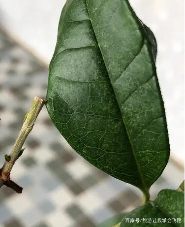 桂花叶子干枯怎么解决?