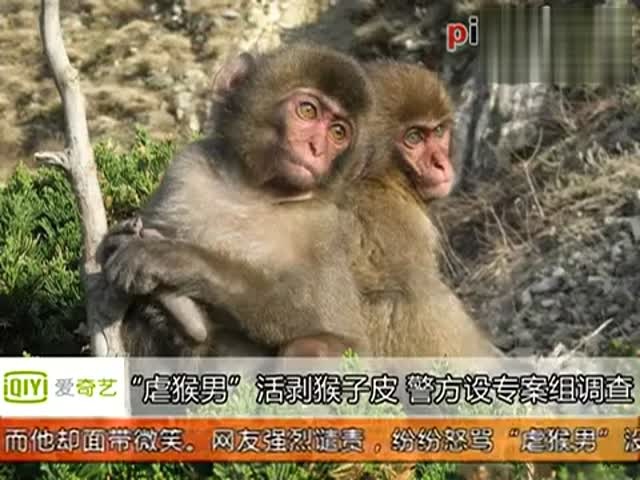 实拍四川虐猴男 活剥猴子皮