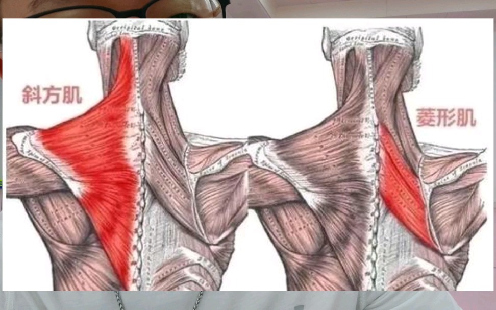 斜方肌中束"与 菱形肌"的位置 区别,纤维走向与训练 区别