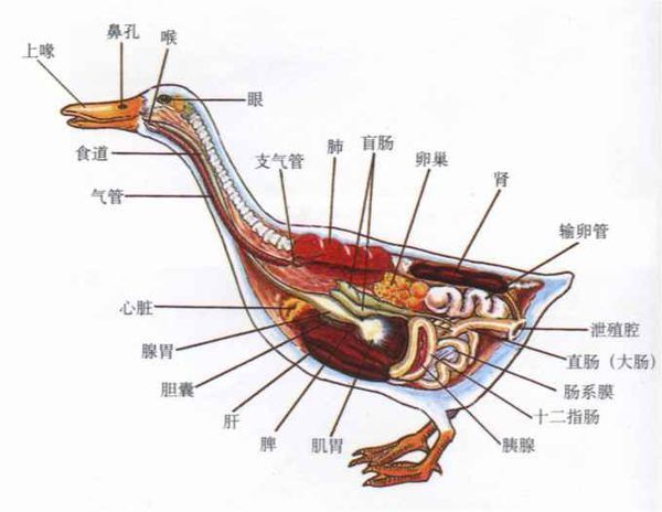 下图是鸭子的解剖图.
