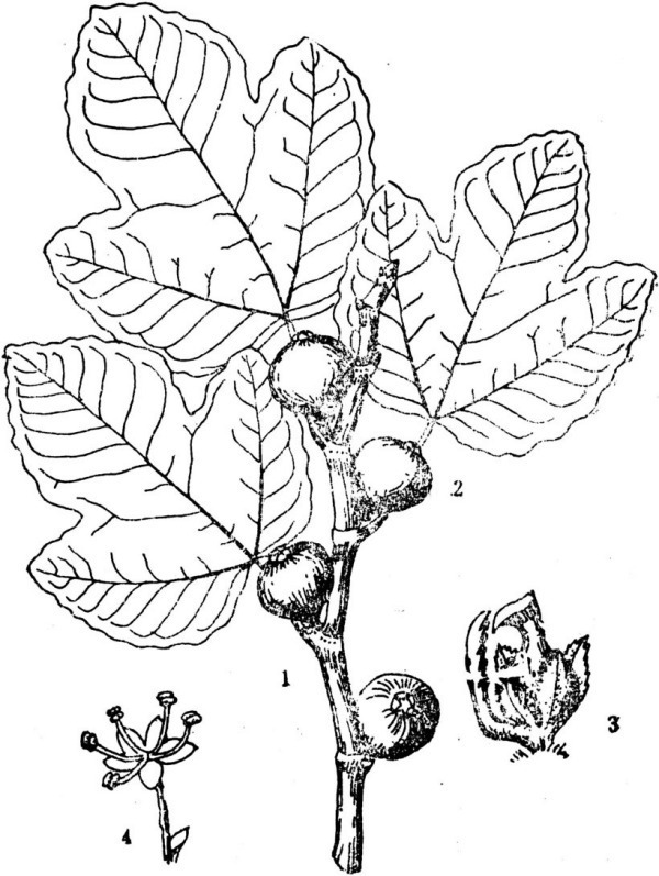 无花果有哪些特征?