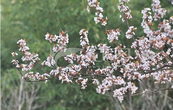 红李树的叶芽的花芽分化一致,同时度过休眠