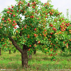 夏天苹果树的叶子是什么颜色的