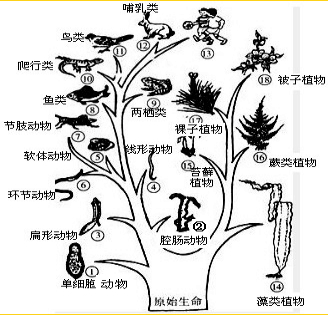 如图所示为生物进化的历程示意图,据图回答: (1)图中的c代表______,它