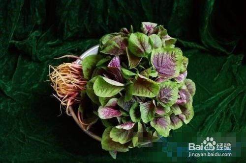 苋菜的种植方法和时间