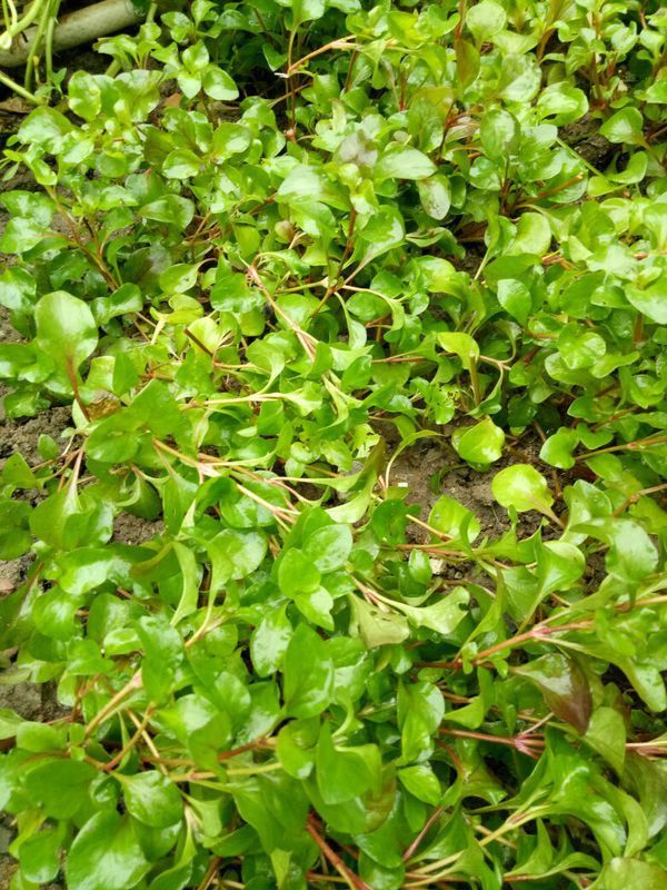 这是什么植物?可以吃的,长得有点像鱼腥草,不知道这东西叫什么名字