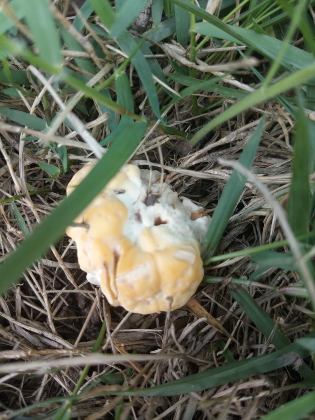 一种长在黄果树下草坪的黄色蘑菇